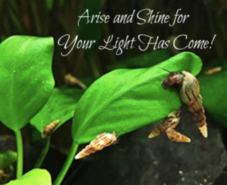Arise and Shine for Your Light Has Come!