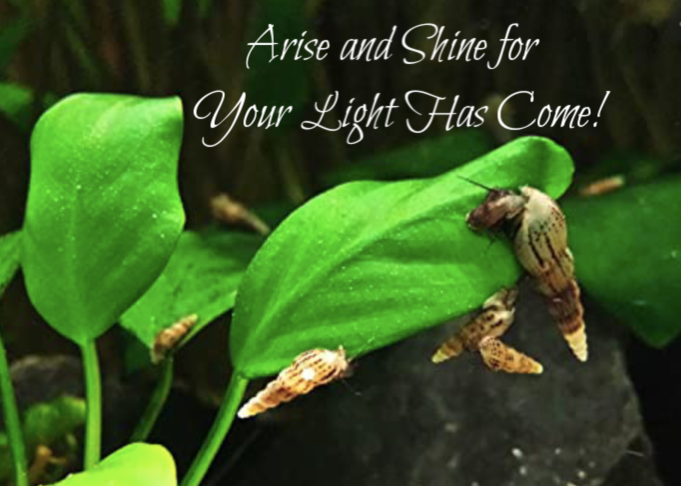 Arise and Shine for Your Light Has Come!