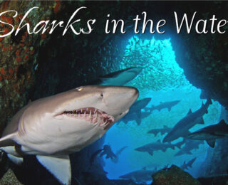 Sharks in the water | Fish Tank Metaphor 